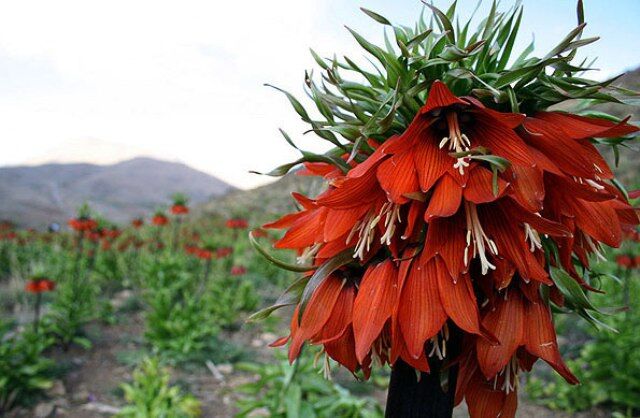 بهار رویایی دلنشین در گلستان‌کوه استان اصفهان