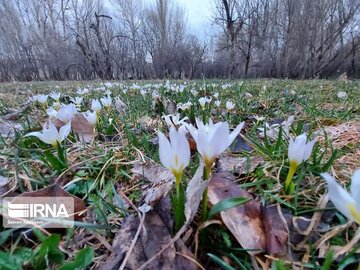 Iris flower in northwestern Iran