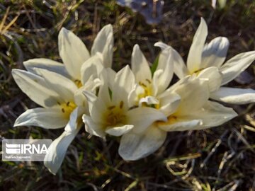 Iris flower in northwestern Iran