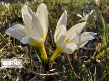 Iris flower in northwestern Iran