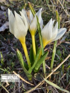 Iris flower in northwestern Iran