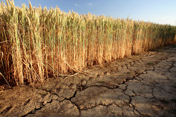 خشکسالی در انتظار روسیه