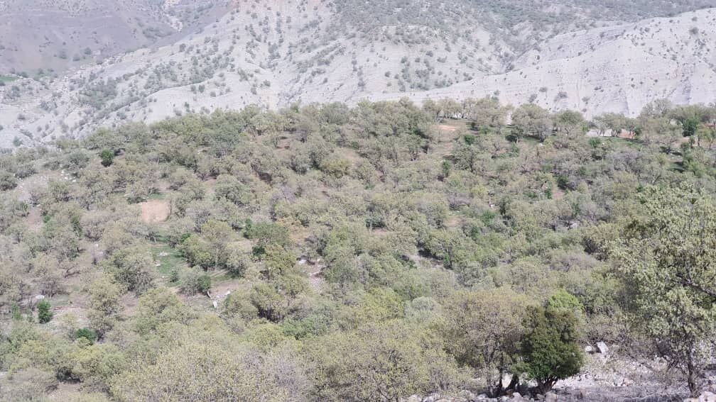  مبارزه با جوانه‌خوار جنگل های بلوط دزفول، درانتظار احداث باند فرودگاه