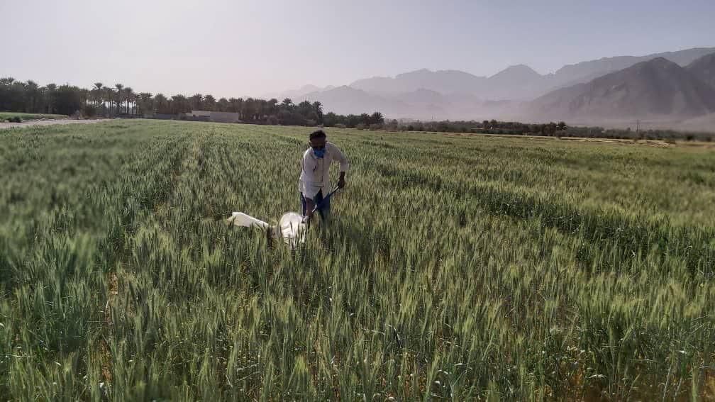 ۷۰۰ هکتار از مزارع گندم و جو شهرستان گراش فارس سمپاشی شد
