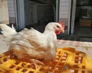 ۳۵ مرکز ذبح و عرضه مرغ زنده در اشنویه به دادگاه معرفی شدند