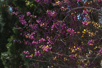 Los árboles de amor florecen en Semnán