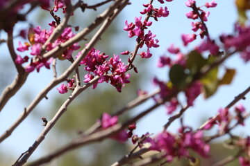 Los árboles de amor florecen en Semnán