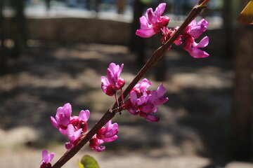 Los árboles de amor florecen en Semnán