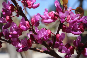 Los árboles de amor florecen en Semnán