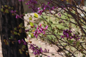 Los árboles de amor florecen en Semnán