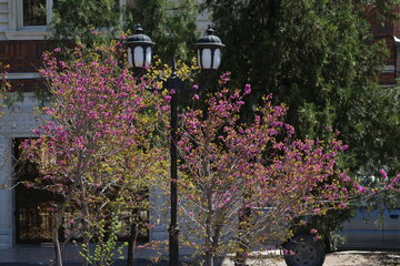 Los árboles de amor florecen en Semnán