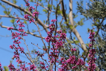 Los árboles de amor florecen en Semnán