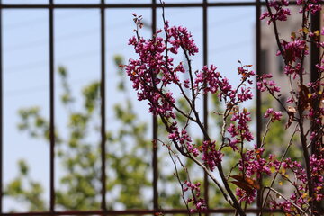 Los árboles de amor florecen en Semnán