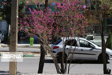 Iran : un printemps aux couleurs poétiques du pourpre à Semnan au centre