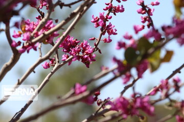 Iran : un printemps aux couleurs poétiques du pourpre à Semnan au centre