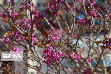 Iran : un printemps aux couleurs poétiques du pourpre à Semnan au centre