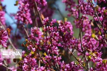 Iran : un printemps aux couleurs poétiques du pourpre à Semnan au centre