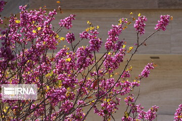 Iran : un printemps aux couleurs poétiques du pourpre à Semnan au centre