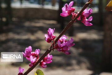 Iran : un printemps aux couleurs poétiques du pourpre à Semnan au centre