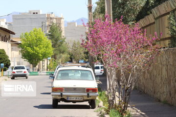 Iran : un printemps aux couleurs poétiques du pourpre à Semnan au centre