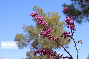 Iran : un printemps aux couleurs poétiques du pourpre à Semnan au centre