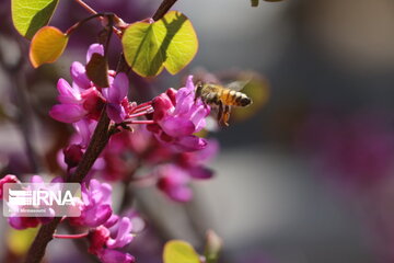 Iran : un printemps aux couleurs poétiques du pourpre à Semnan au centre