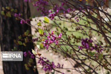 Iran : un printemps aux couleurs poétiques du pourpre à Semnan au centre