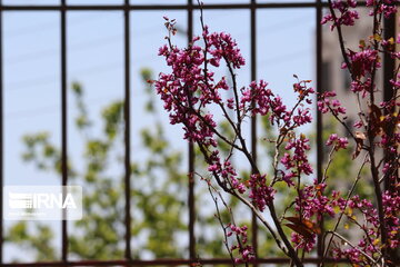 Iran : un printemps aux couleurs poétiques du pourpre à Semnan au centre