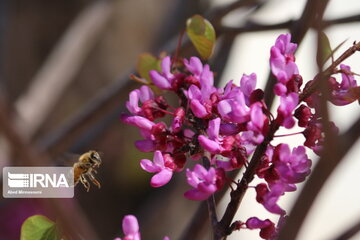 Iran : un printemps aux couleurs poétiques du pourpre à Semnan au centre