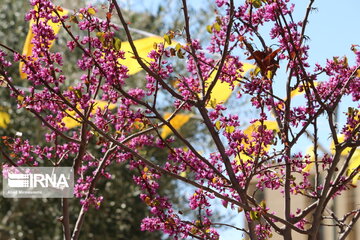 Iran : un printemps aux couleurs poétiques du pourpre à Semnan au centre