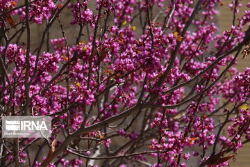 Iran : un printemps aux couleurs poétiques du pourpre à Semnan au centre