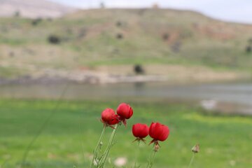 Humedal de Abzalu, en el suroeste de Irán