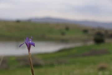 Humedal de Abzalu, en el suroeste de Irán