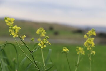 Humedal de Abzalu, en el suroeste de Irán