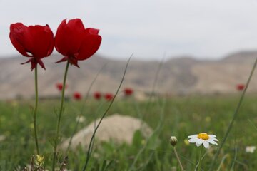 Humedal de Abzalu, en el suroeste de Irán