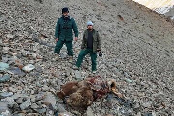 لاشه یک قلاده خرس قهوه ای در نور کشف شد