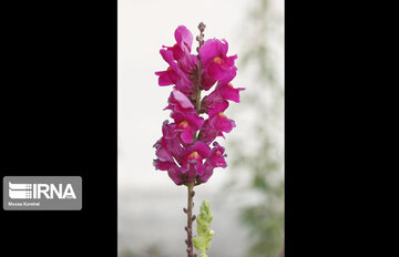 Iran : floraison printanière à Alborz