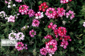 Iran : floraison printanière à Alborz