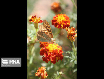 Iran : floraison printanière à Alborz