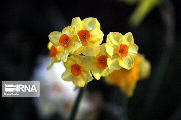 Iran : floraison printanière à Alborz