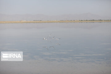 La zone humide Mighan à Arak