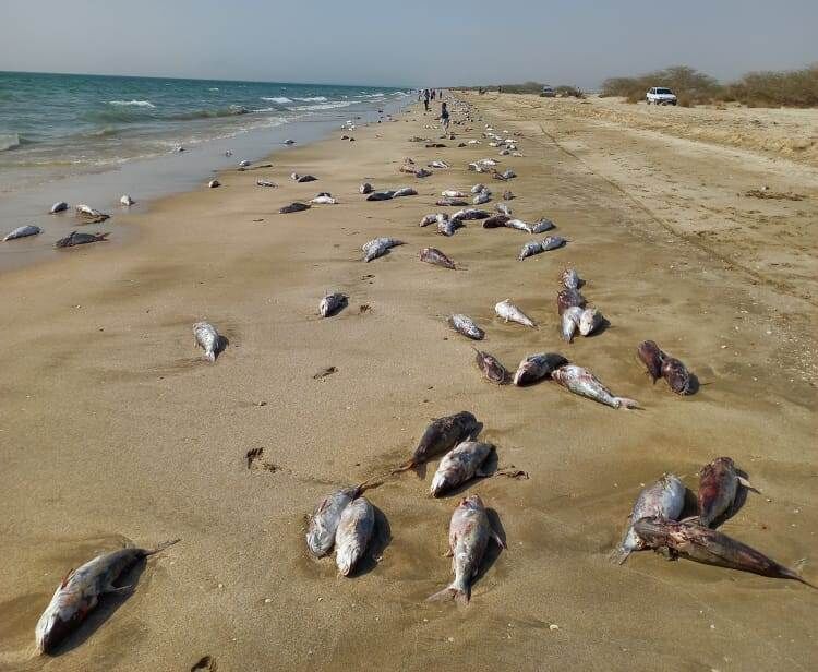 لاشه بیش از ۱۵ تن گربه ماهی در ساحل جاسک مشاهده شد