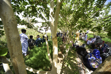 سومین جشنواره گلاب گیری در زابل