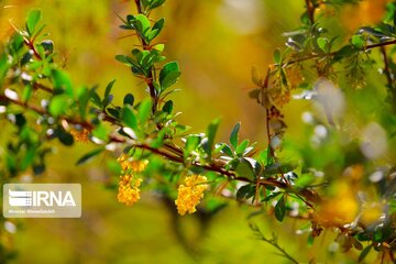 Spring nature of Iran’s Vameqabad