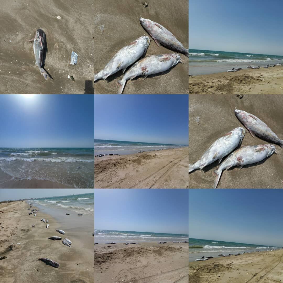 علت مشاهده لاشه گربه ماهی‌ها در سواحل جاسک مشخص شد 