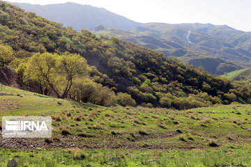 Magic forests in Harsin city;  Western Iran