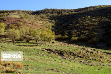 Magic forests in Harsin city;  Western Iran