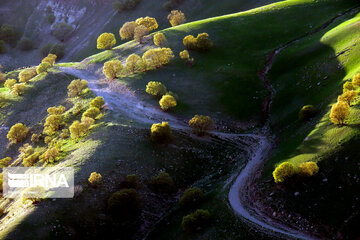 Magic forests in Harsin city;  Western Iran