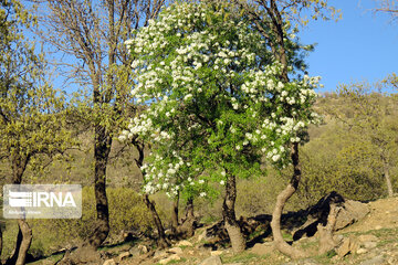 Magic forests in Harsin city;  Western Iran