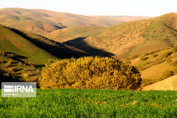 Los bosques de robles en Harsin